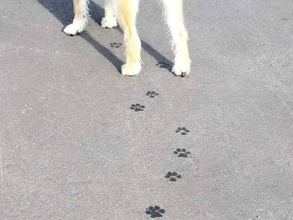 飼い主「足跡ねじねじでした」　かわいらしい肉球アートに「ナイススタンプ！」