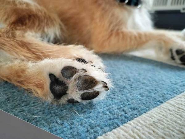 飼い主「足跡ねじねじでした」　かわいらしい肉球アートに「ナイススタンプ！」