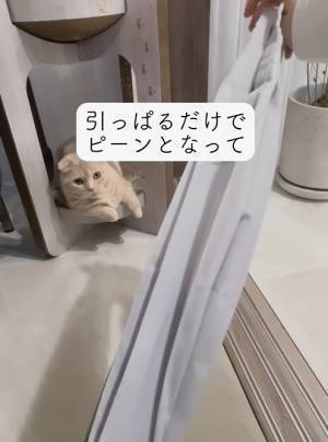 圧倒的に畳みやすい無印エコバッグに「コレ欲しい」　引っ張って折るだけで？