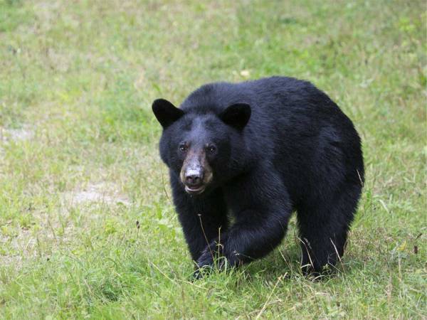 庭に現れたクマ　見るなり逃げていった『あるもの』とは？「この発想はなかった」