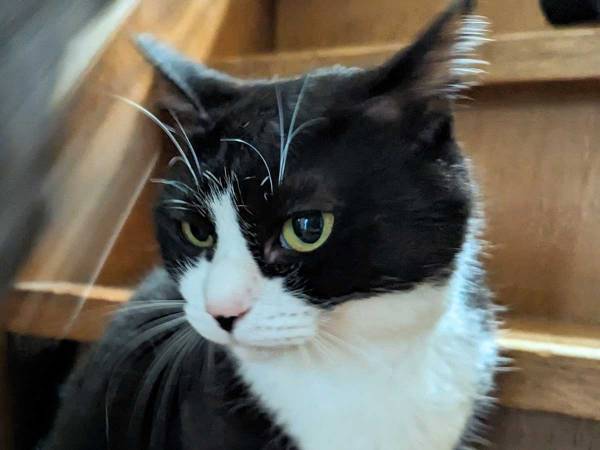 ２匹の対比にクスッ！　お行儀のいい猫の隣に写っていたのは…？