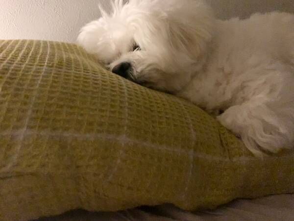 飼い主のため、寝室の枕を温めていた犬　睡魔に襲われて？