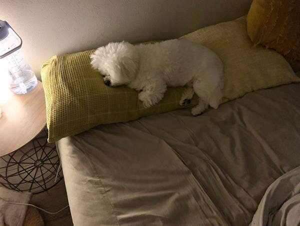 飼い主のため、寝室の枕を温めていた犬　睡魔に襲われて？