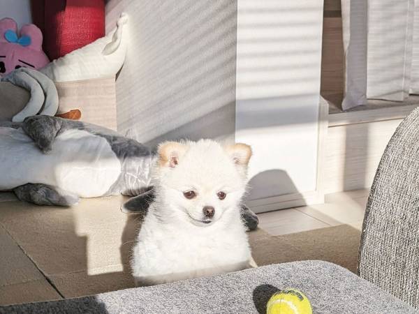 飼い主「もっと分かりやすく誘って」　犬の『遊んでアピール』にキュンとする！