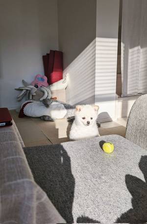 飼い主「もっと分かりやすく誘って」　犬の『遊んでアピール』にキュンとする！