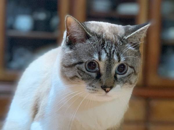 「猫は前脚をそろえて座るもんやと思ってた」　飼い主が疑問を抱いた写真にクスッ