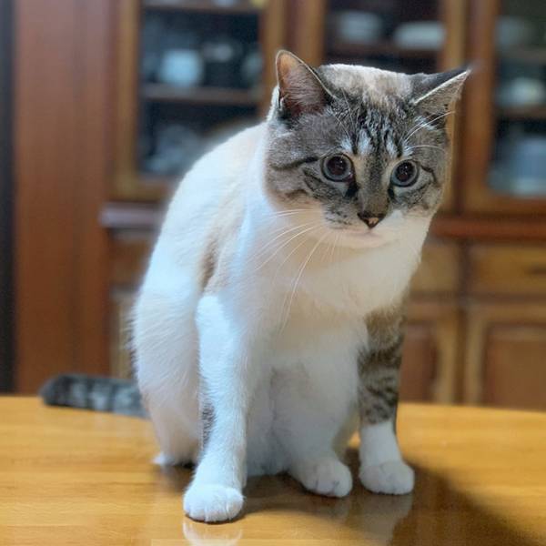「猫は前脚をそろえて座るもんやと思ってた」　飼い主が疑問を抱いた写真にクスッ