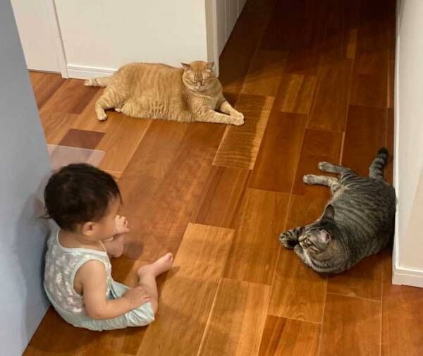 「何の会議かな？」　猫２匹、子供１人の三者面談の様子がネットで話題に