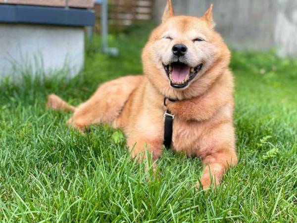 ５年間コンテナに閉じ込められていた犬が、たった３日で…？