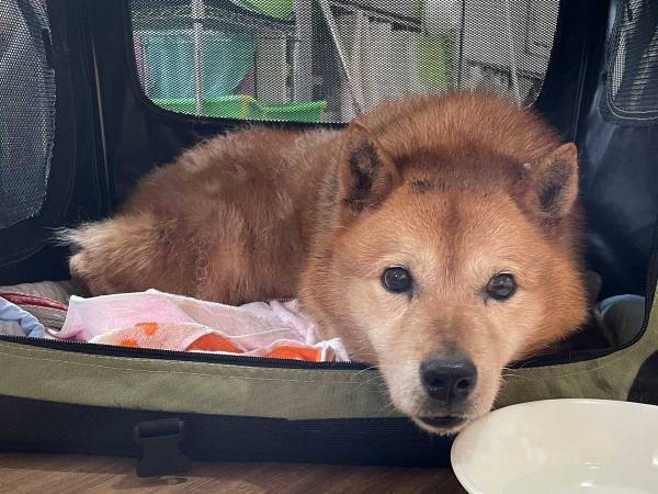 ５年間コンテナに閉じ込められていた犬が、たった３日で…？