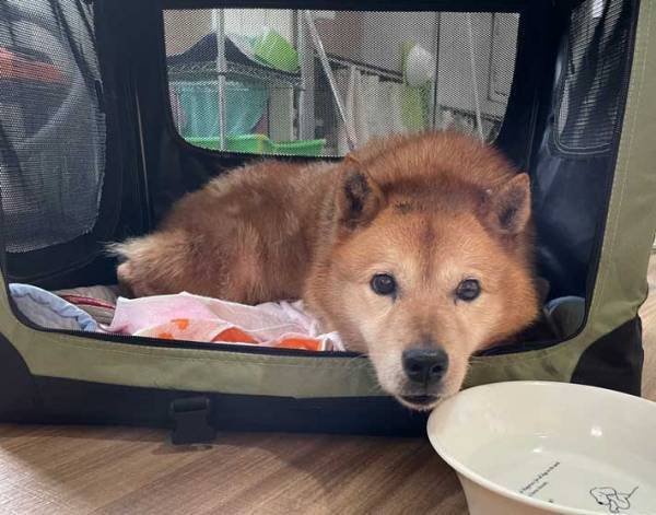 ５年間コンテナに閉じ込められていた犬が、たった３日で…？