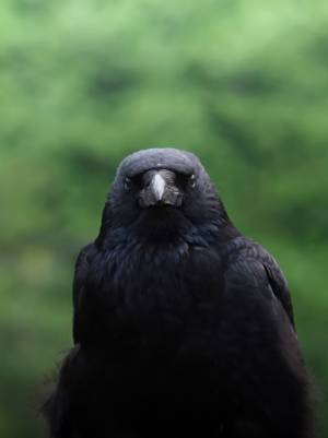 肖像画っぽいカラスの写真が話題に　「ただ者じゃない」「カッコいい」