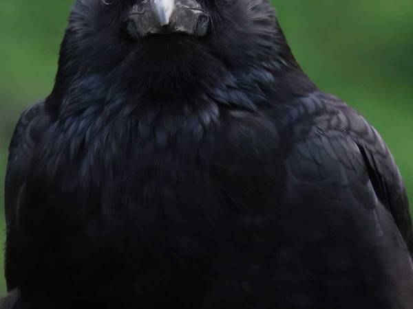 肖像画っぽいカラスの写真が話題に　「ただ者じゃない」「カッコいい」