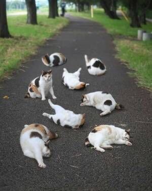 歩道を埋め尽くす猫の群れ　しかしよく見るとあることに気付いて…？