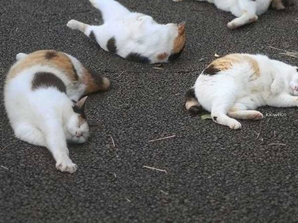 歩道を埋め尽くす猫の群れ　しかしよく見るとあることに気付いて…？