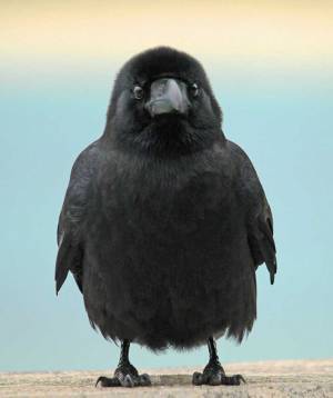 「貫禄がないカラス」に７万人が『いいね』　そこに写っていたのは…？