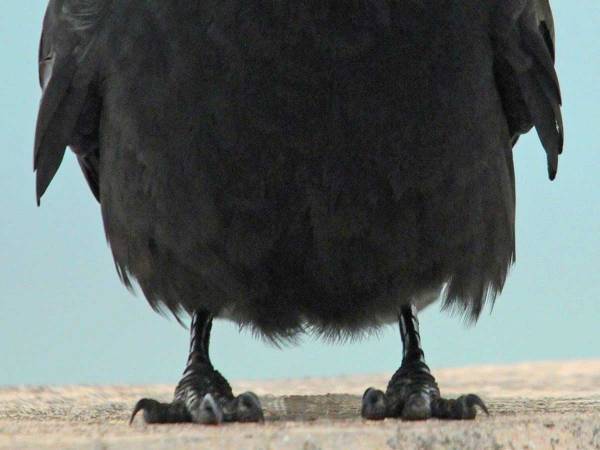 「貫禄がないカラス」に７万人が『いいね』　そこに写っていたのは…？