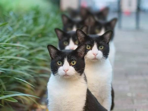 『ネコザイル』をする猫たち　真相に「すっごい」「ウソやん！？」