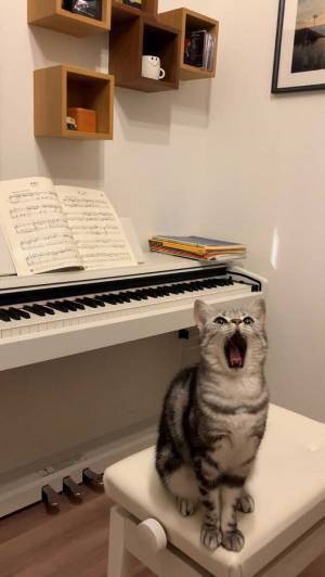 驚異の７オクターブ！？　ピアノの前で座る猫に「かわいい」「本当に歌いそう」