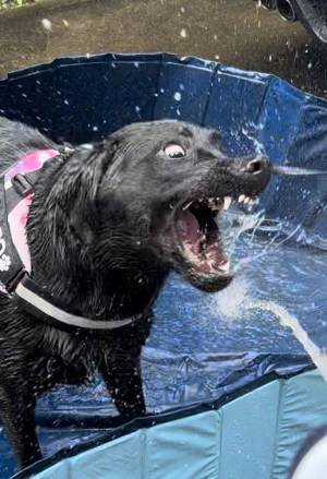 「プール、た…楽しいね」　飼い主もちょっと引いちゃう、エンジョイ中の顔写真４枚