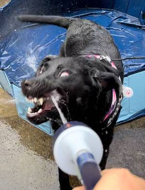 「プール、た…楽しいね」　飼い主もちょっと引いちゃう、エンジョイ中の顔写真４枚