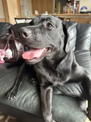 「プール、た…楽しいね」　飼い主もちょっと引いちゃう、エンジョイ中の顔写真４枚