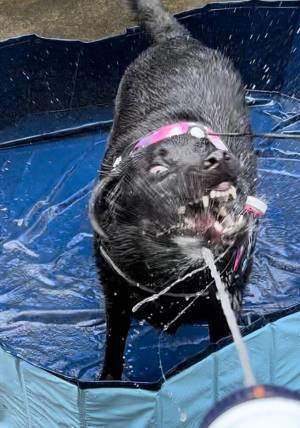 「プール、た…楽しいね」　飼い主もちょっと引いちゃう、エンジョイ中の顔写真４枚