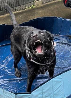 「プール、た…楽しいね」　飼い主もちょっと引いちゃう、エンジョイ中の顔写真４枚