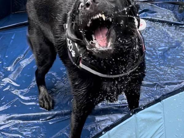 「プール、た…楽しいね」　飼い主もちょっと引いちゃう、エンジョイ中の顔写真４枚