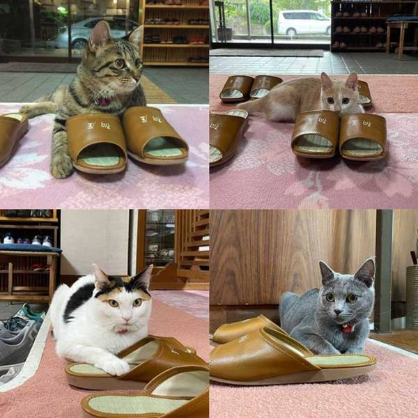 旅館でスリッパを温める従業員　その姿に…「かわいすぎる」「これは良いサービス」