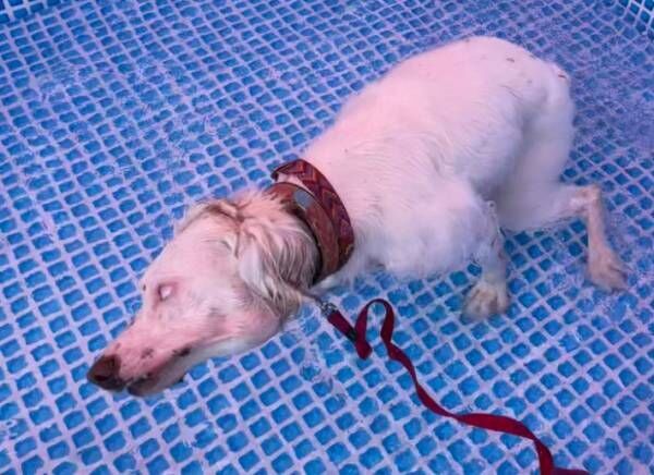 プールを楽しむ犬　かわいい表情を見せてくれたと思ったら…一変！