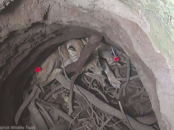 これぞプロの仕事　穴に落ちた『猛獣』の子供を救出した後…？「最高の結末」