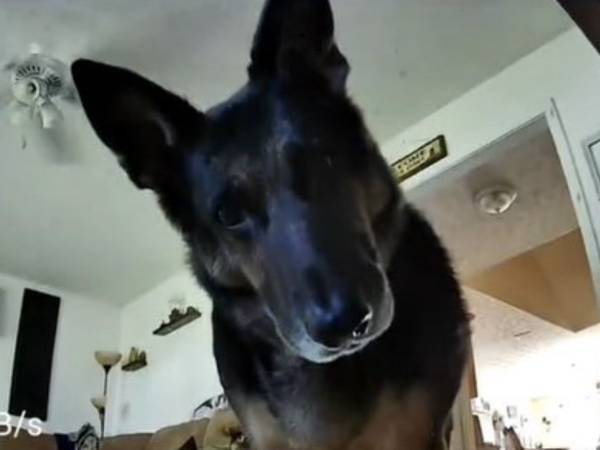 留守番中、監視カメラに気付いた犬　次の瞬間？「信じられない」「大笑いした」
