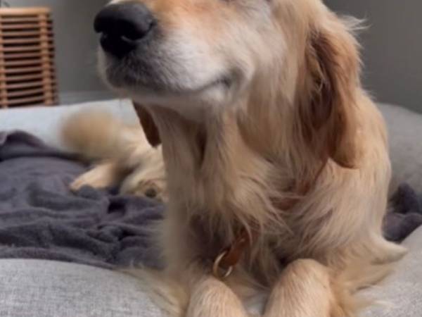 ボロボロの体で見つかった野良犬　里親の家で見せた『表情』に１４０万『いいね』