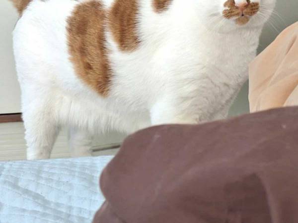 夫を探しに来た猫　部屋に入った瞬間？　「露骨で笑った」「なんて顔してるんだ」