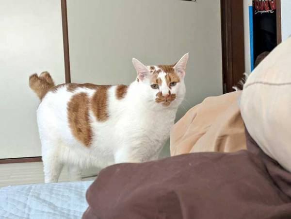 夫を探しに来た猫　部屋に入った瞬間？　「露骨で笑った」「なんて顔してるんだ」
