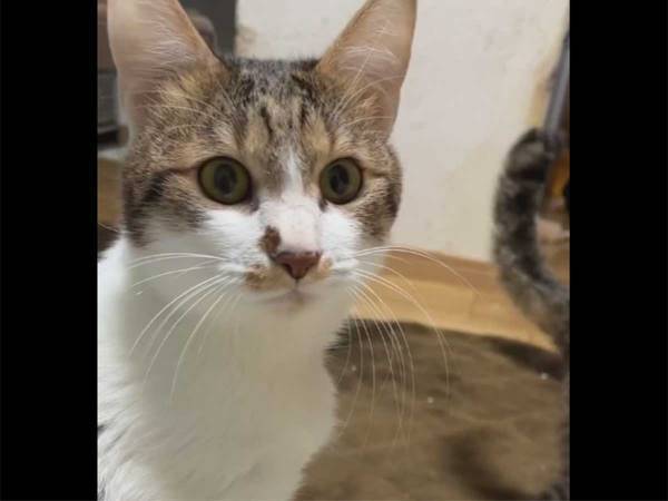 男性が作詞・作曲した『ごはんの唄』　聞きつけた愛猫の反応に「毎回撮影して！」