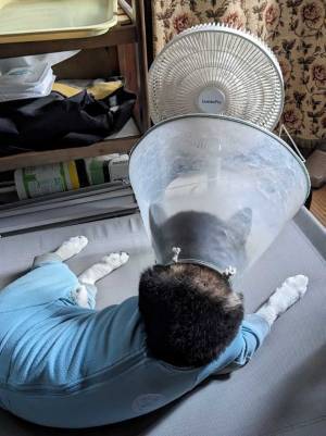 「大声上げて笑った」「めっちゃ賢い！」　１７万人が爆笑した柴犬の涼み方とは？