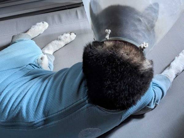 「大声上げて笑った」「めっちゃ賢い！」　１７万人が爆笑した柴犬の涼み方とは？