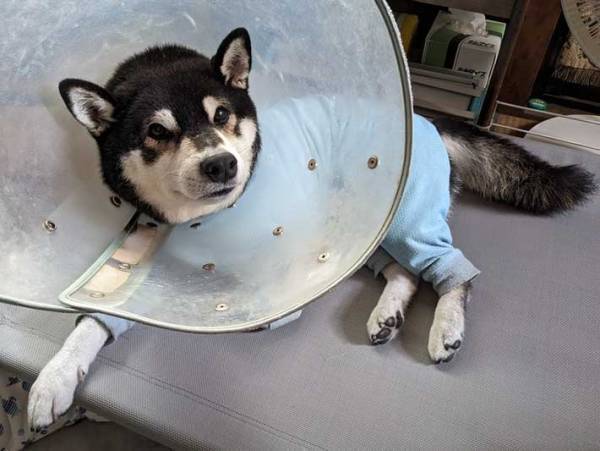 「大声上げて笑った」「めっちゃ賢い！」　１７万人が爆笑した柴犬の涼み方とは？