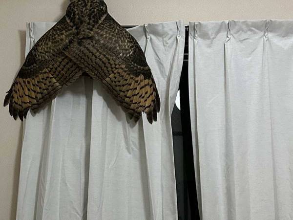 飼い主「ひっくり返りそうになりました」　カーテンレールにとまっていたのは…？