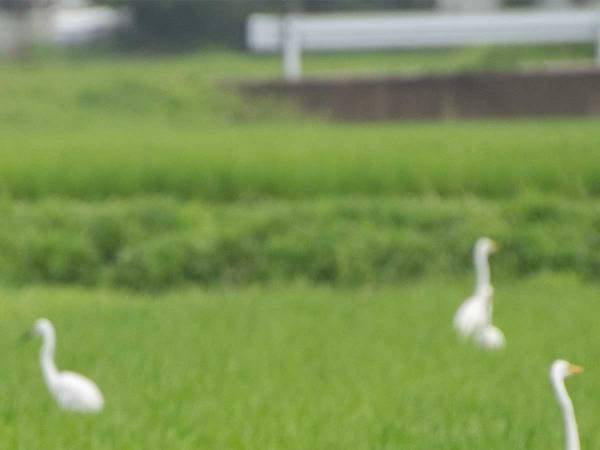 「サギグループおった」　激写された１枚に「最高にヤバそう」「カモを探してるんですかね」