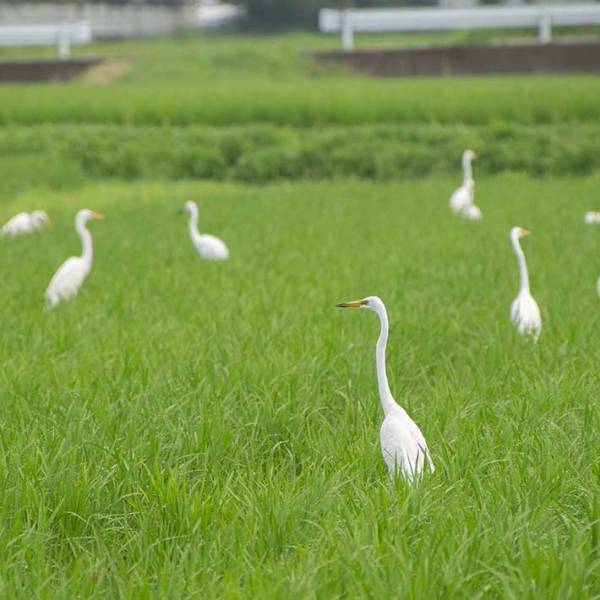 「サギグループおった」　激写された１枚に「最高にヤバそう」「カモを探してるんですかね」