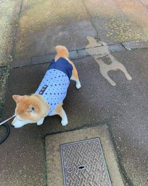 ある日突然現れた『謎の跡』　意外な正体に「かわいい！」「まさにアート」