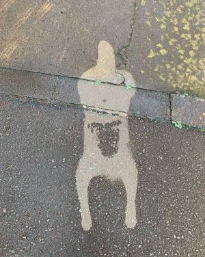 ある日突然現れた『謎の跡』　意外な正体に「かわいい！」「まさにアート」