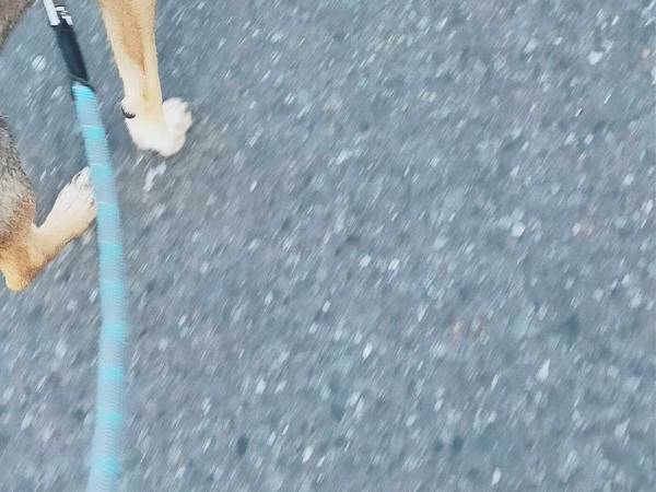 「経緯が気になる」「笑ってはいけない」　散歩中に愛犬が…