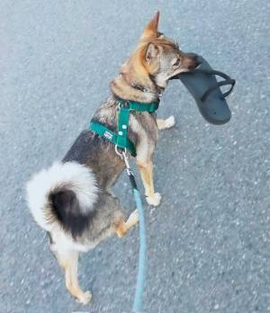 「経緯が気になる」「笑ってはいけない」　散歩中に愛犬が…