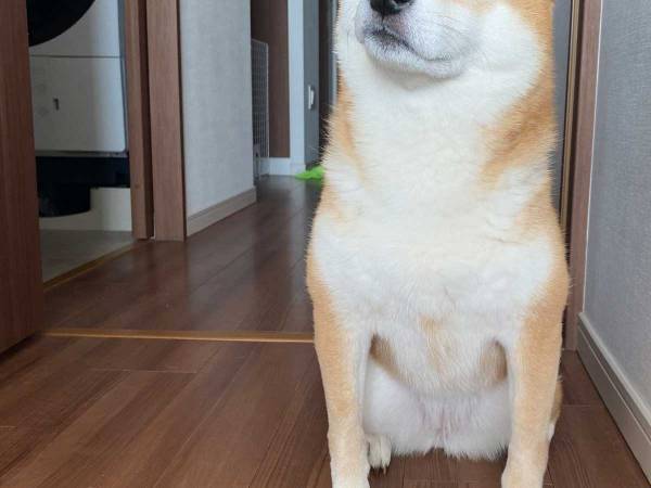 「暑いからお散歩はまだという説明を受けている犬」　１３万人の心を射抜いた写真がこちら！