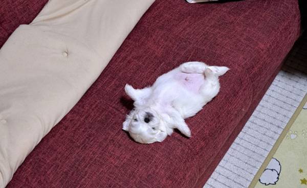 子犬が落ちていた　その姿は「クリオネ」「天使」と人によって例えがバラバラ！？