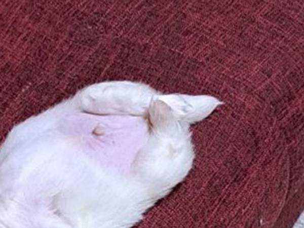 子犬が落ちていた　その姿は「クリオネ」「天使」と人によって例えがバラバラ！？